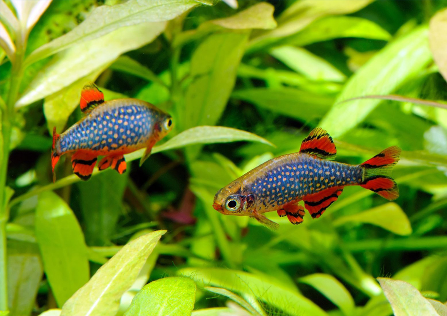 淡水魚ダニオの写真